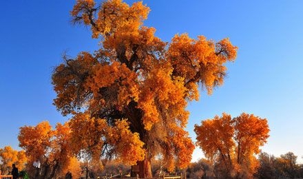 金秋胡楊：全景南疆深度10日游